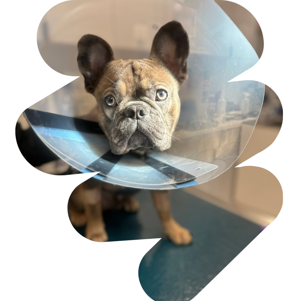 CT Referral Form URvet Care