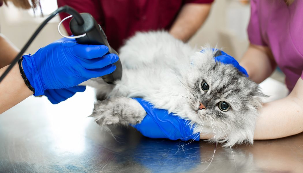 a cat getting operated on