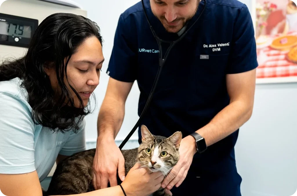 Orthopedic Surgery for Cats